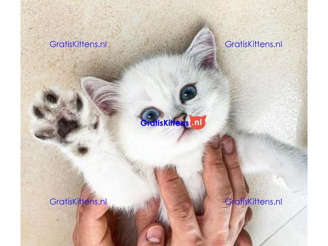 Brits Korthaar Kittens