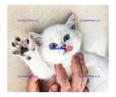 Brits Korthaar Kittens