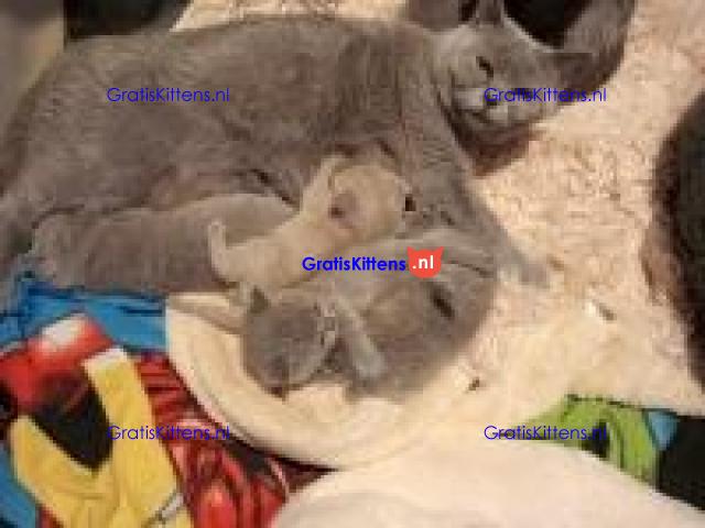 Britse Korthaar/Scottish Fold Blauw en Lilac kitten €150 Whatsapp-nummer: +32 460224753