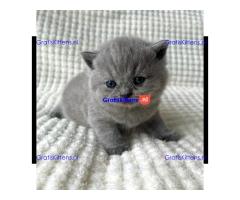 Britse Korthaar/Scottish Fold Blauw en Lilac kitten €150 Whatsapp-nummer: +32 460224753