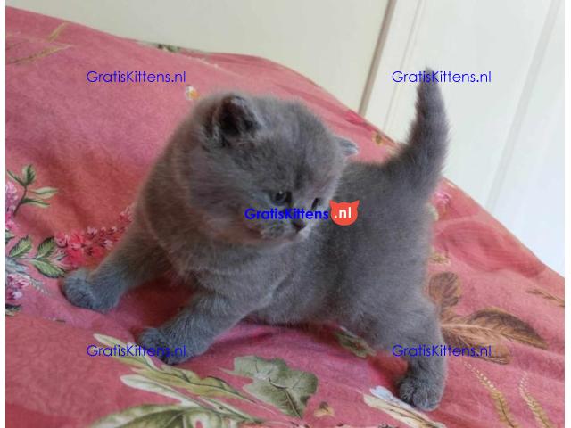 Britse Korthaar/Scottish Fold Blauw en Lilac kitten €150 Whatsapp-nummer: +32 460224753