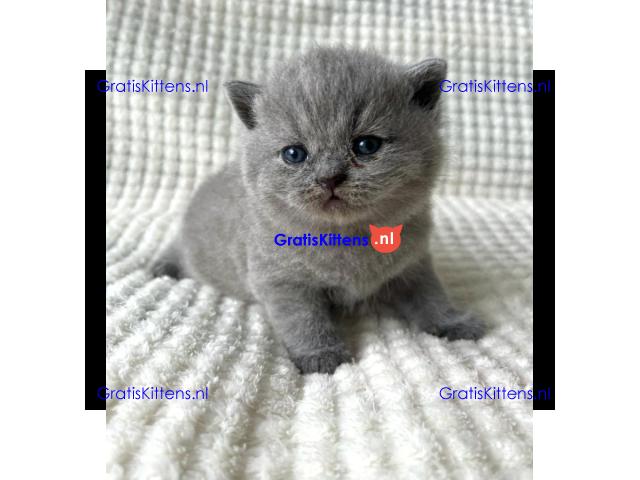 Britse Korthaar/Scottish Fold Blauw en Lilac kitten €150 Whatsapp-nummer: +32 460224753