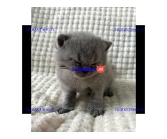 Britse Korthaar/Scottish Fold Blauw en Lilac kitten €150 Whatsapp-nummer: +32 460224753