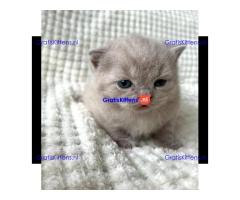 Britse Korthaar/Scottish Fold Blauw en Lilac kitten €150 Whatsapp-nummer: +32 460224753