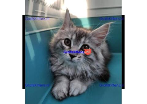 Maine Coon-kittens te koop