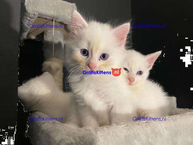 4 kleine Turkse Angora kittens