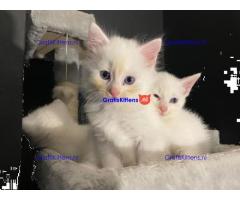 4 kleine Turkse Angora kittens