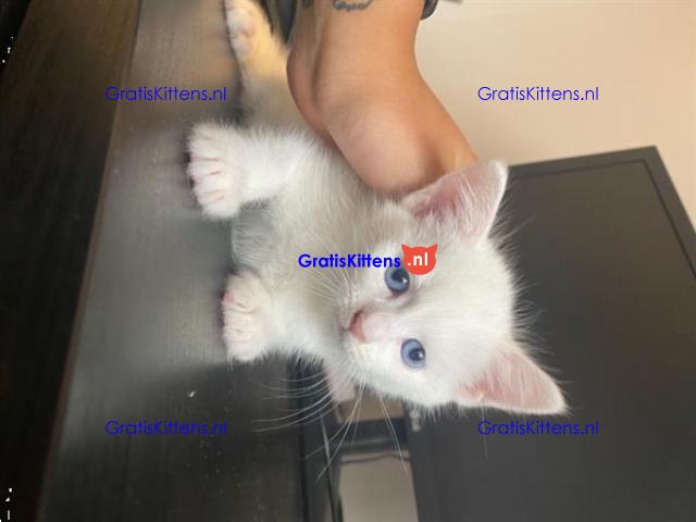 4 kleine Turkse Angora kittens