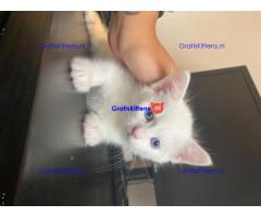 4 kleine Turkse Angora kittens