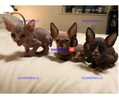 Sphynx-kittens
