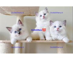 Ragdoll kittens voor een nieuw huis