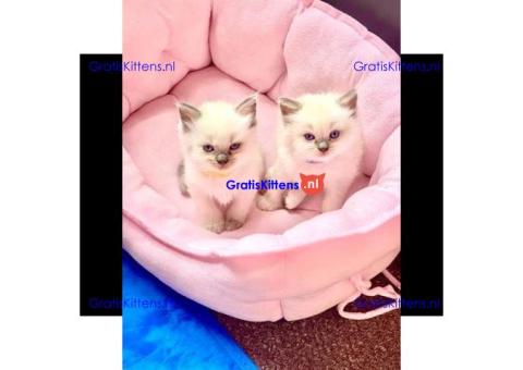 Geteste dekreu Ragdoll kittens 5