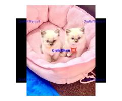 Geteste dekreu Ragdoll kittens 5