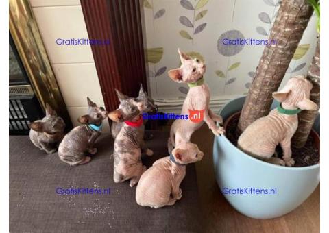 Vachtloze kittens /Sphynx 4