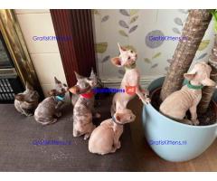 Vachtloze kittens /Sphynx 4