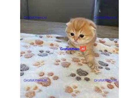 ALLES GERESERVEERD!Scottish Fold kittens voor reservering