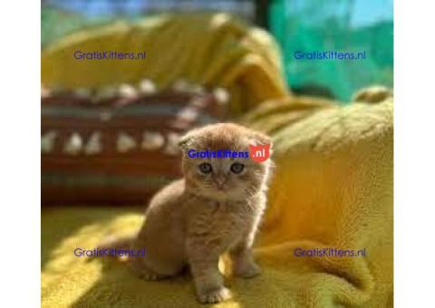 SCHOTSE VOUWEN MOOIE STAMBOOM KITTENS