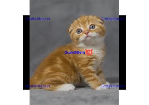 Prachtige meerkleurige Scottish Fold 6 kitten