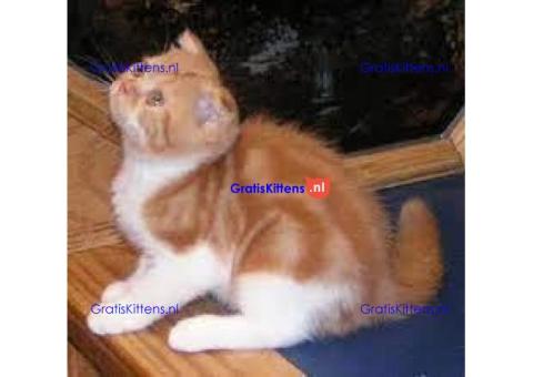 GERESERVEERD!Scottish Fold kittens voor reservering