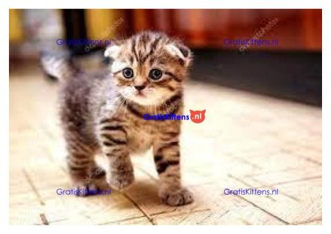 KAMPIOEN SCOTTISH FOLD KITTENS