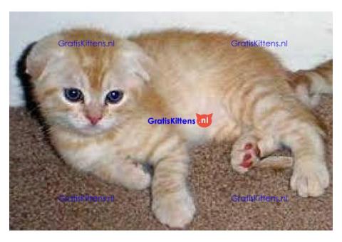scottish fold kittens nest van 4