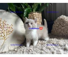 Britse Korthaar/Scottish Fold Blauw en Lilac kitten €150 Whatsapp-nummer: +32 460224753