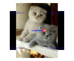 Britse Korthaar/Scottish Fold Blauw en Lilac kitten €150 Whatsapp-nummer: +32 460224753