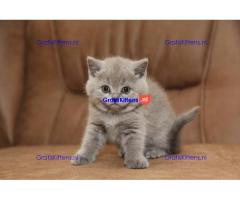 Britse Korthaar/Scottish Fold Blauw en Lilac kitten €150 Whatsapp-nummer: +32 460224753