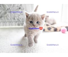 Britse Korthaar/Scottish Fold Blauw en Lilac kitten €150 Whatsapp-nummer: +32 460224753