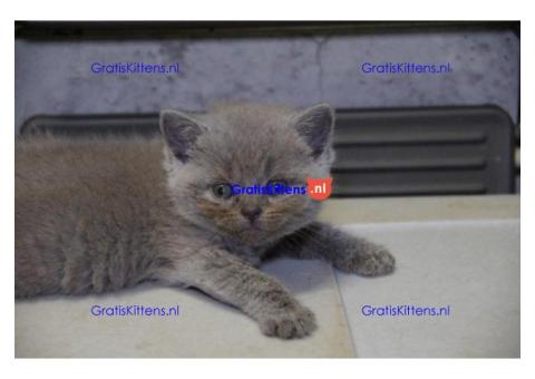 Britse Korthaar/Scottish Fold Blauw en Lilac kitten €150 Whatsapp-nummer: +32 460224753