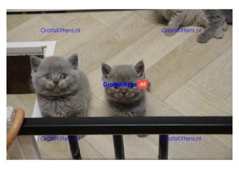 Britse Korthaar/Scottish Fold Blauw en Lilac kitten €150 Whatsapp-nummer: +32 460224753