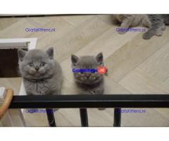 Britse Korthaar/Scottish Fold Blauw en Lilac kitten €150 Whatsapp-nummer: +32 460224753