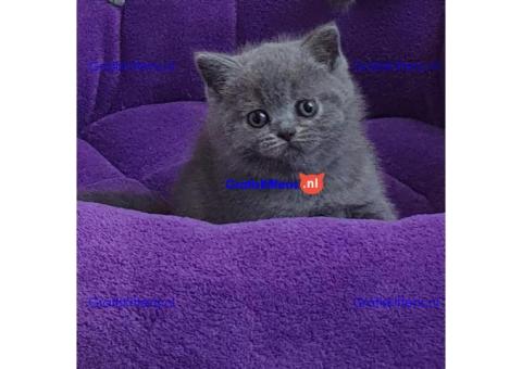 Britse Korthaar/Scottish Fold Blauw en Lilac kitten €150 Whatsapp-nummer: +32 460224753