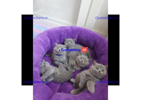 Britse Korthaar/Scottish Fold Blauw en Lilac kitten €150 Whatsapp-nummer: +32 460224753