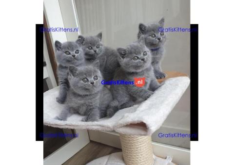 Britse Korthaar/Scottish Fold Blauw en Lilac kitten €150 Whatsapp-nummer: +32 460224753