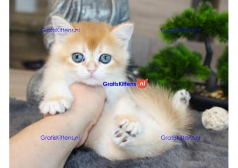 Britse Korthaar/Scottish Fold Blauw en Lilac kitten €150 Whatsapp-nummer: +32 460224753