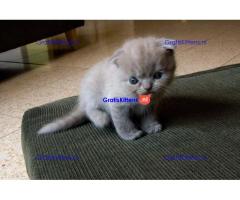 Britse Korthaar/Scottish Fold Blauw en Lilac kitten €150 Whatsapp-nummer: +32 460224753