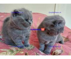 Britse Korthaar/Scottish Fold Blauw en Lilac kitten €150 Whatsapp-nummer: +32 460224753