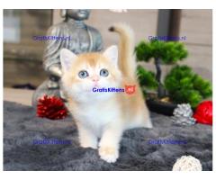 Britse Korthaar/Scottish Fold Blauw en Lilac kitten €150 Whatsapp-nummer: +32 460224753