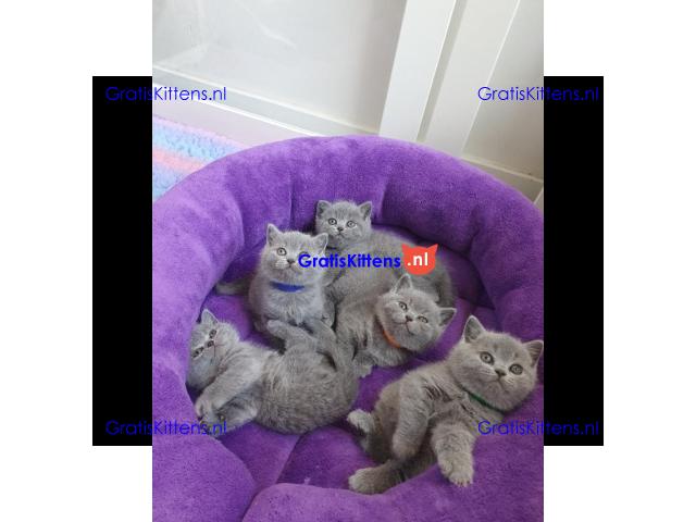 Britse Korthaar/Scottish Fold Blauw en Lilac kitten €150 Whatsapp-nummer: +32 460224753