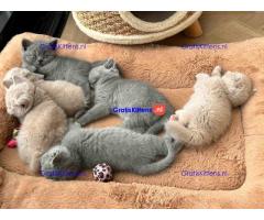 Britse Korthaar/Scottish Fold Blauw en Lilac kitten €150 Whatsapp-nummer: +32 460224753