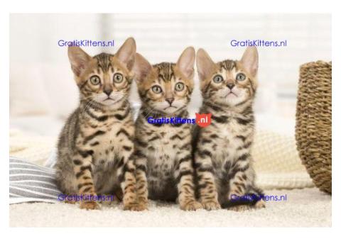 4 prachtige Bengaalse kittens te koop