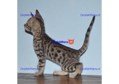 Goed gesocialiseerde F1 en F2 Savannah Kittens