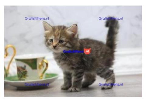 Siberische kittens te koop met uitstekende persoonlijkheden.