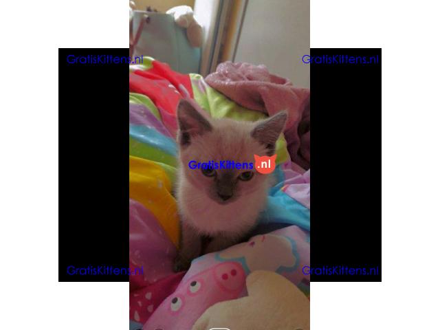 Britse Korthaar/Scottish Fold Blauw en Lilac kitten €150 Whatsapp-nummer: +32 460224753