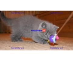 Britse Korthaar/Scottish Fold Blauw en Lilac kitten €150 Whatsapp-nummer: +32 460224753