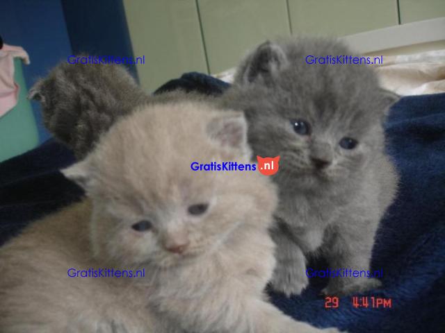 Britse Korthaar/Scottish Fold Blauw en Lilac kitten €150 Whatsapp-nummer: +32 460224753