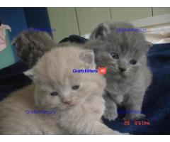 Britse Korthaar/Scottish Fold Blauw en Lilac kitten €150 Whatsapp-nummer: +32 460224753