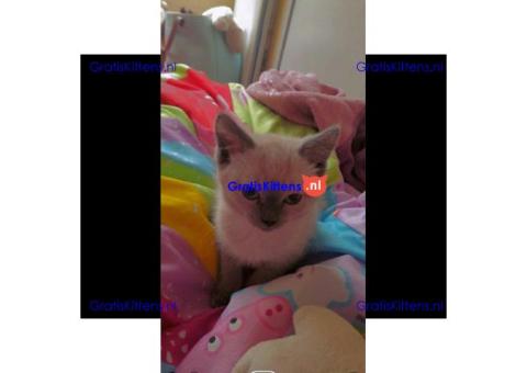 Britse Korthaar/Scottish Fold Blauw en Lilac kitten €150 Whatsapp-nummer: +32 460224753