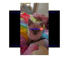 Britse Korthaar/Scottish Fold Blauw en Lilac kitten €150 Whatsapp-nummer: +32 460224753